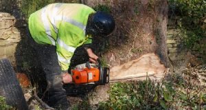 manhattan tree removal company