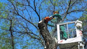 manhattan tree removal