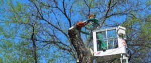 manhattan tree removal