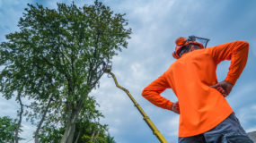 Affordable Tree Service Bronx