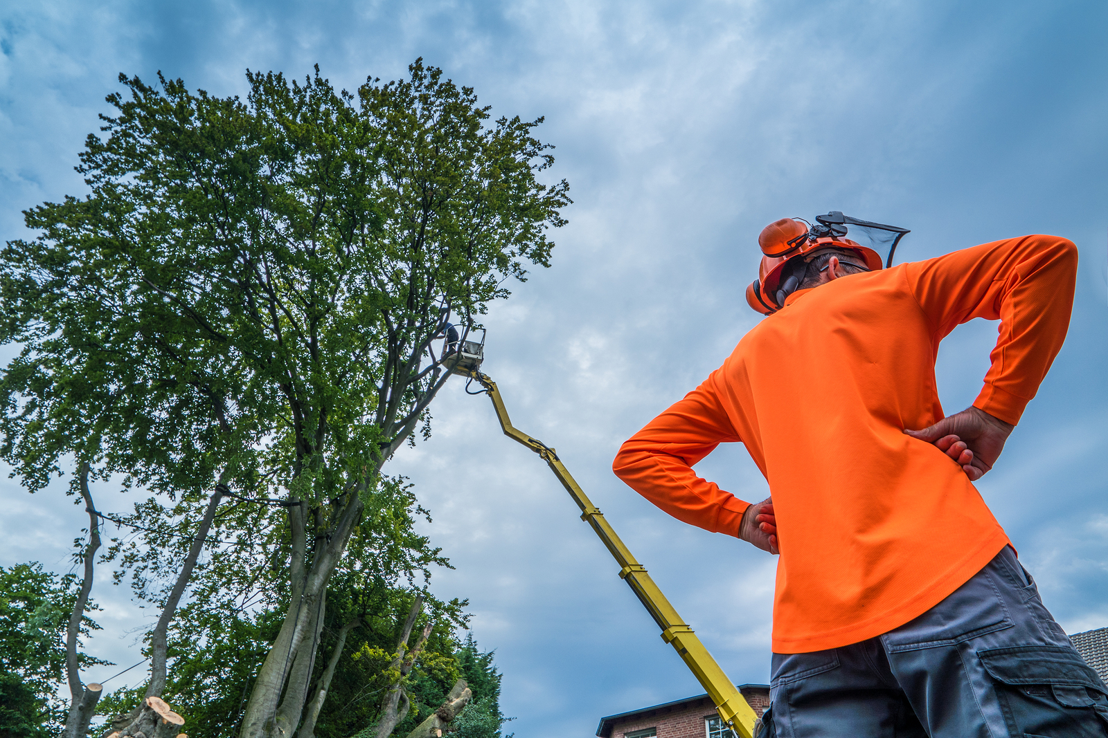 bronx tree services