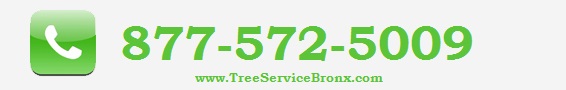 Tree Service Bronx