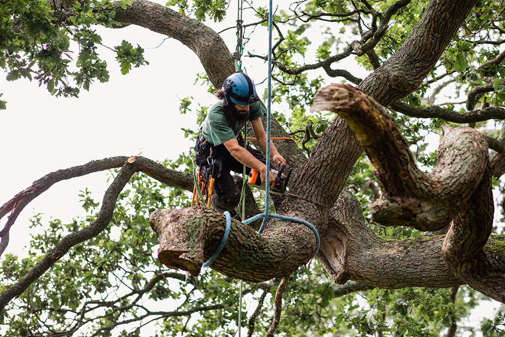 tree pruning bronx