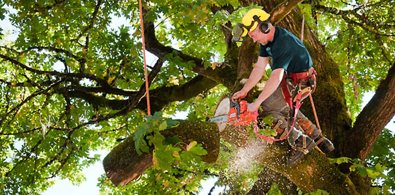 tree pruning service bronx