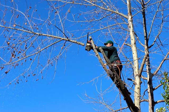 tree trimming pruning nyc