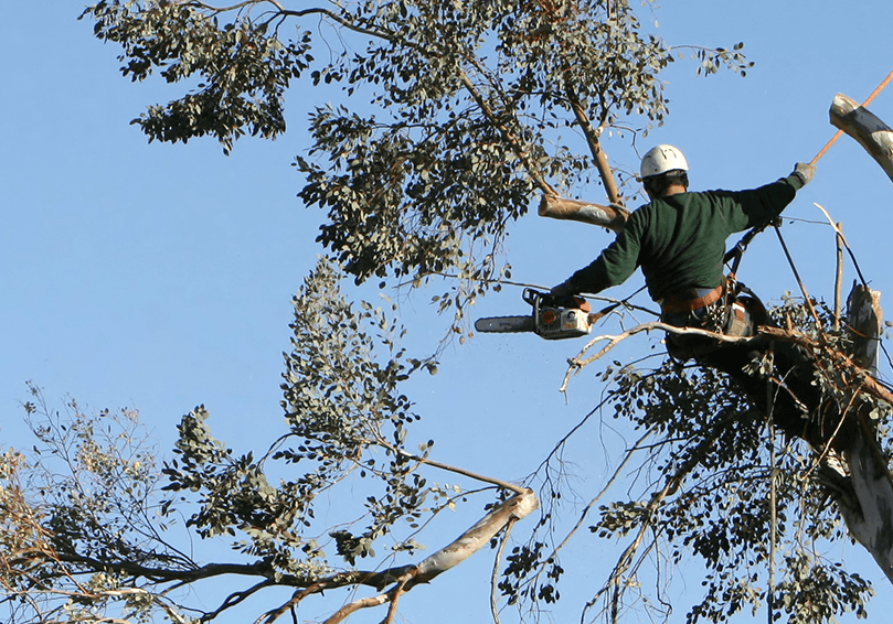 bronx tree trimming service