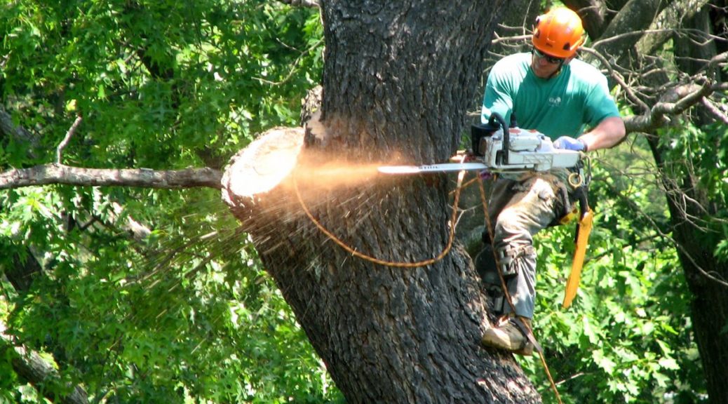 tree service bronx
