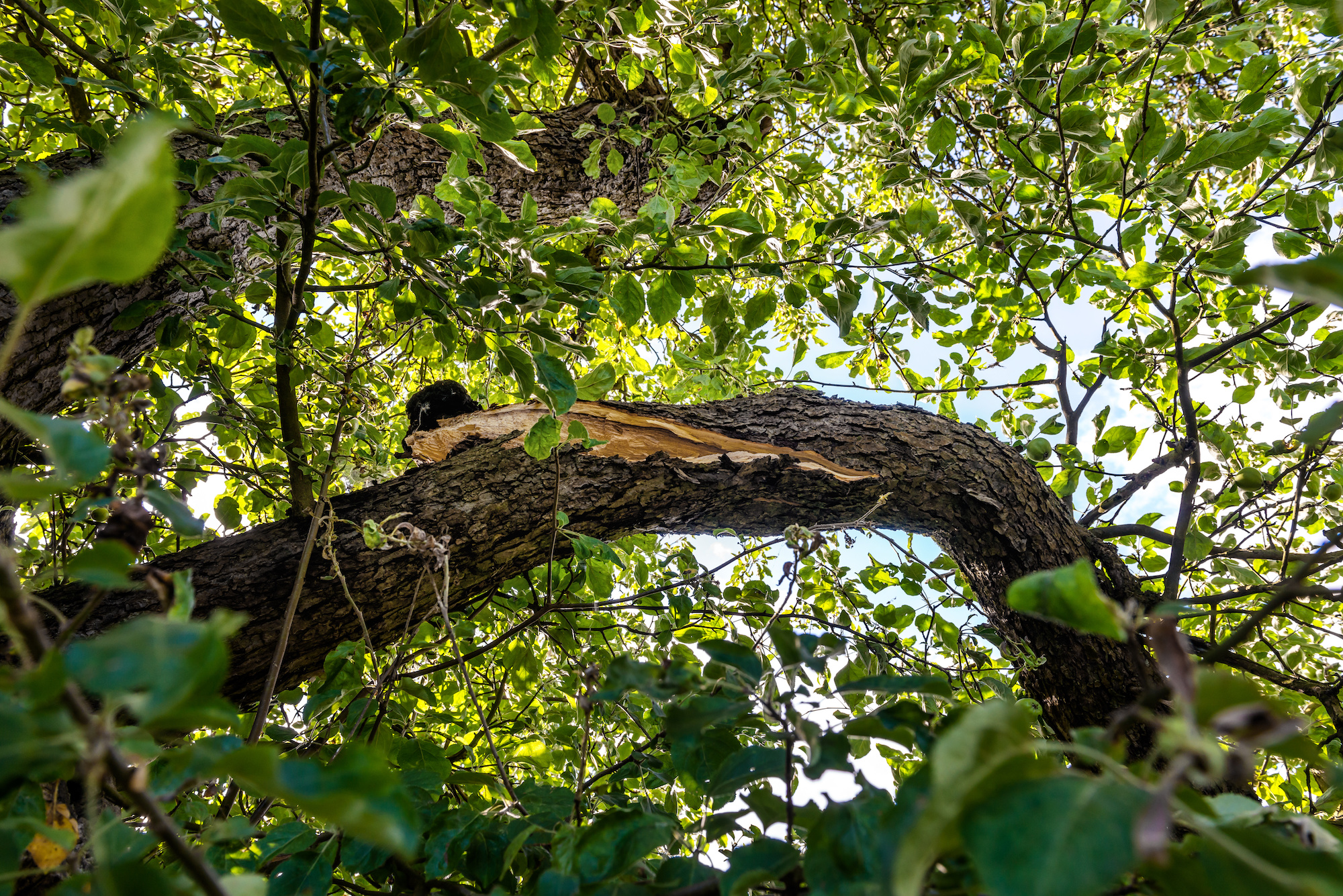 do i need hazardous tree inspection