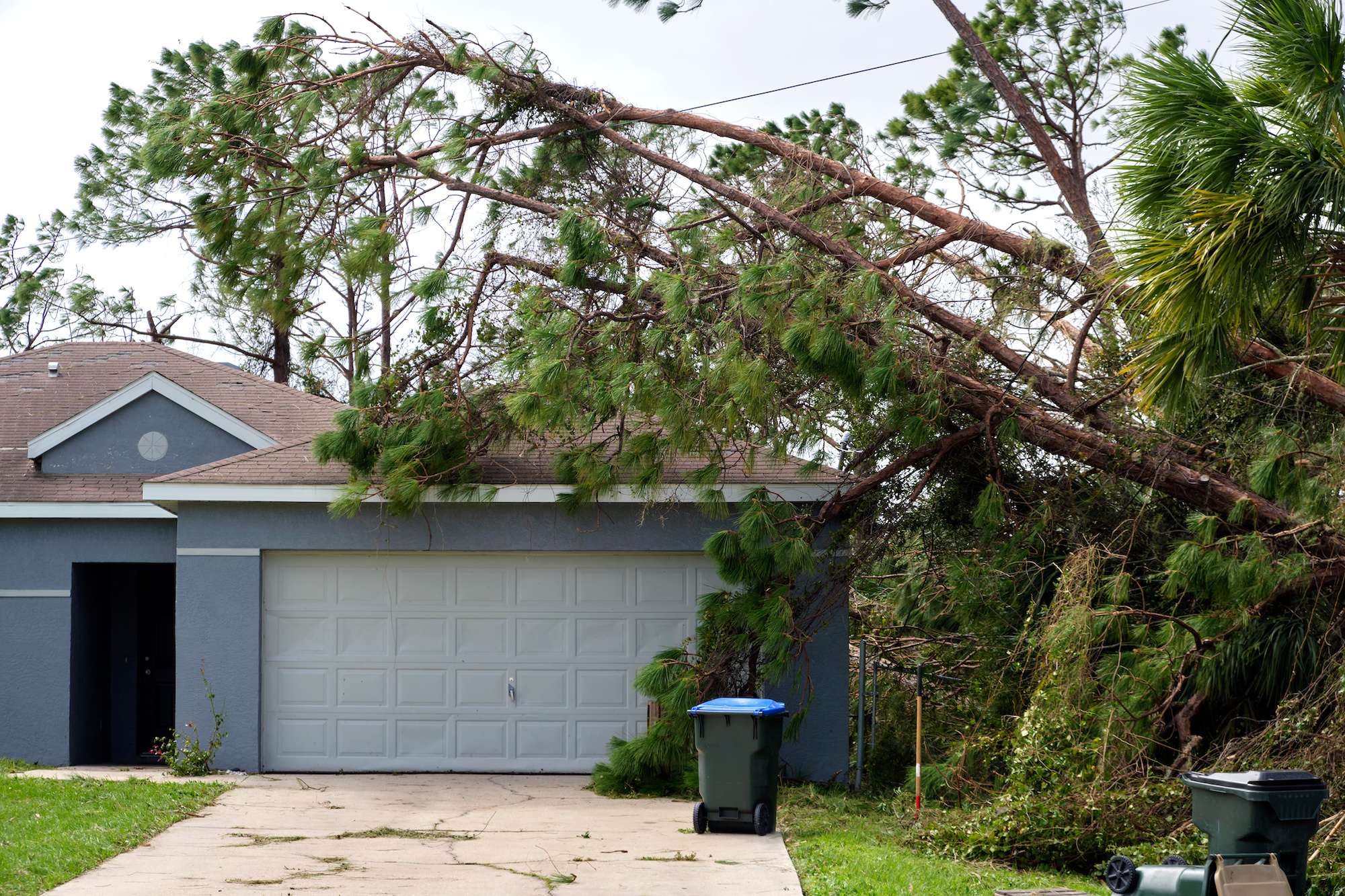 when to get a tree inspection damaged tree