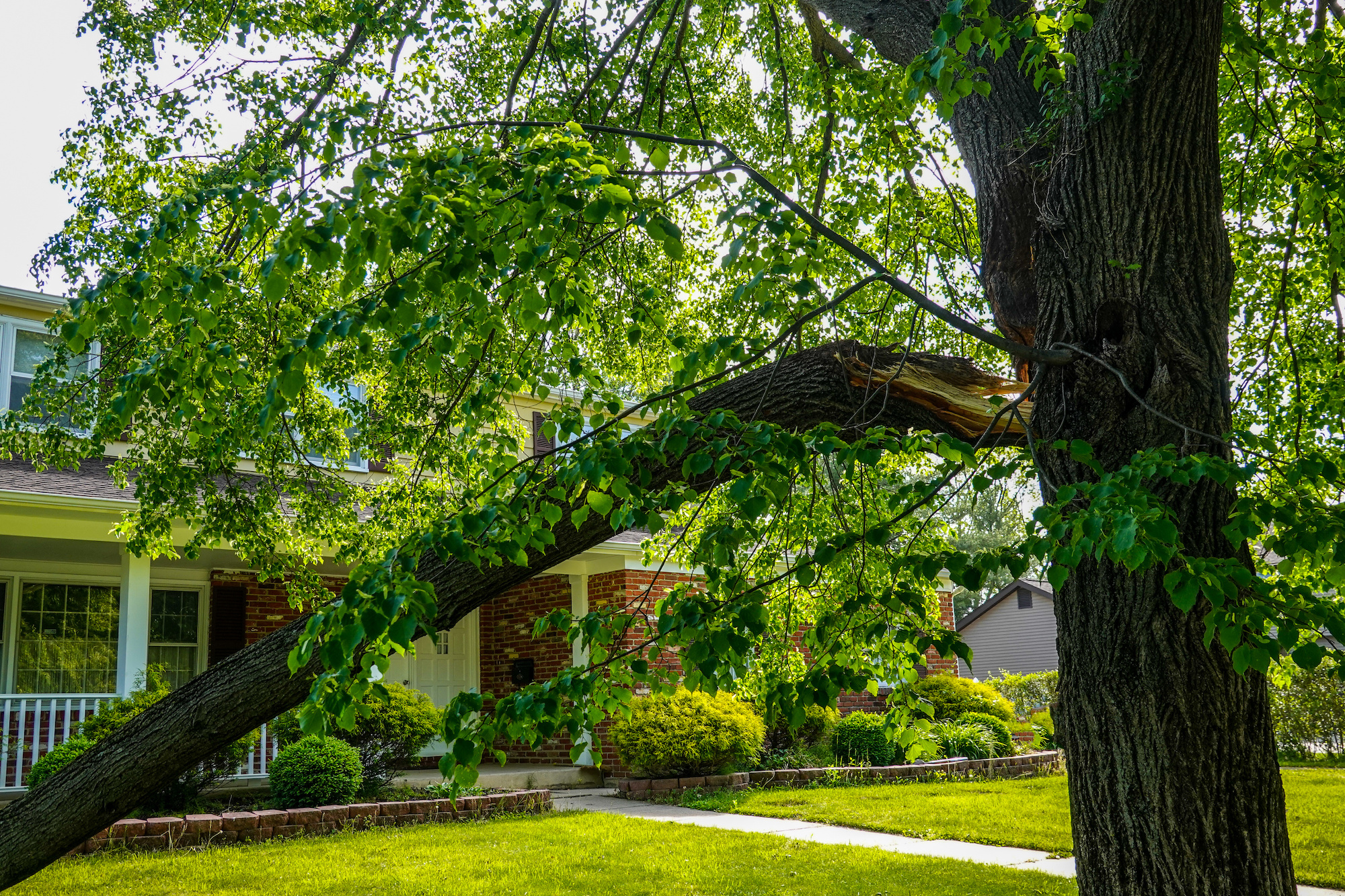 hazardous tree inspector