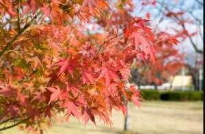 Autumn Blaze Red Maple Tree: Features and Cultivation Tips