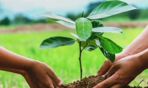 The Environmental Benefits of Consistent Tree Care