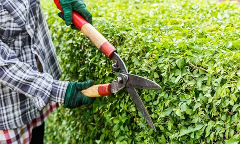 Tree Trimming Service