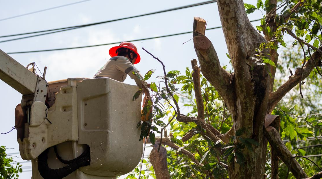 The Dangers of Overgrown Trees Near Power Lines