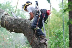 Tree Removal Service in the Bronx NY Tree Removal Service in the Bronx NY