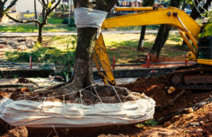 What to Plant After Tree Removal What to Plant After Tree Removal