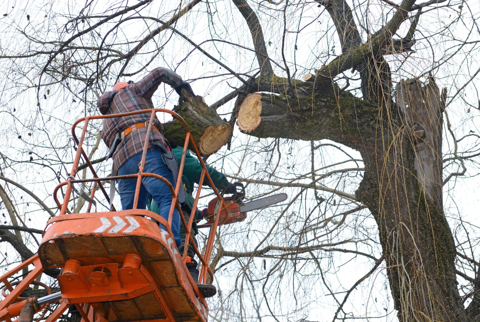 bxtreeservice tree branch removal3.jpeg