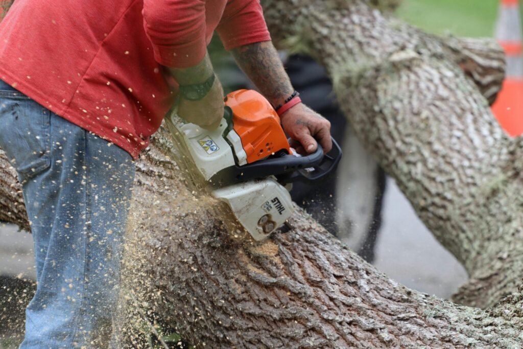 tree cutting scaled 1.jpg