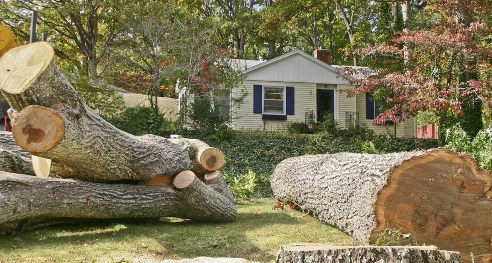 Emergency Tree Service in the Bronx