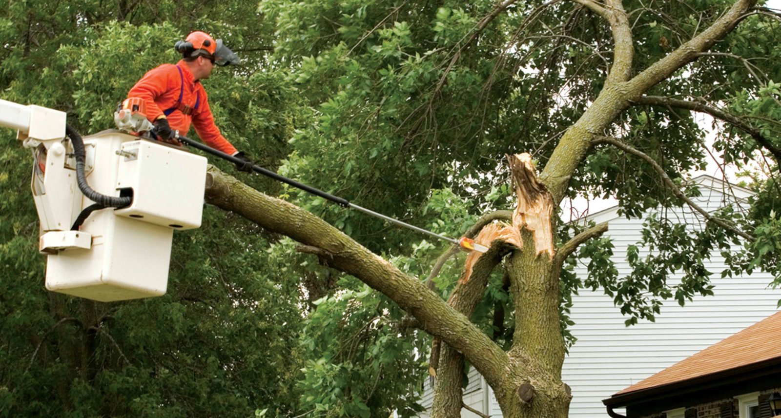 Tree Removal Tree Removal