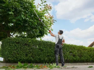 tree care service nyc