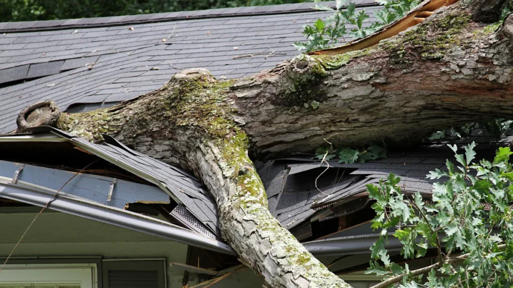 Storm-damaged tree