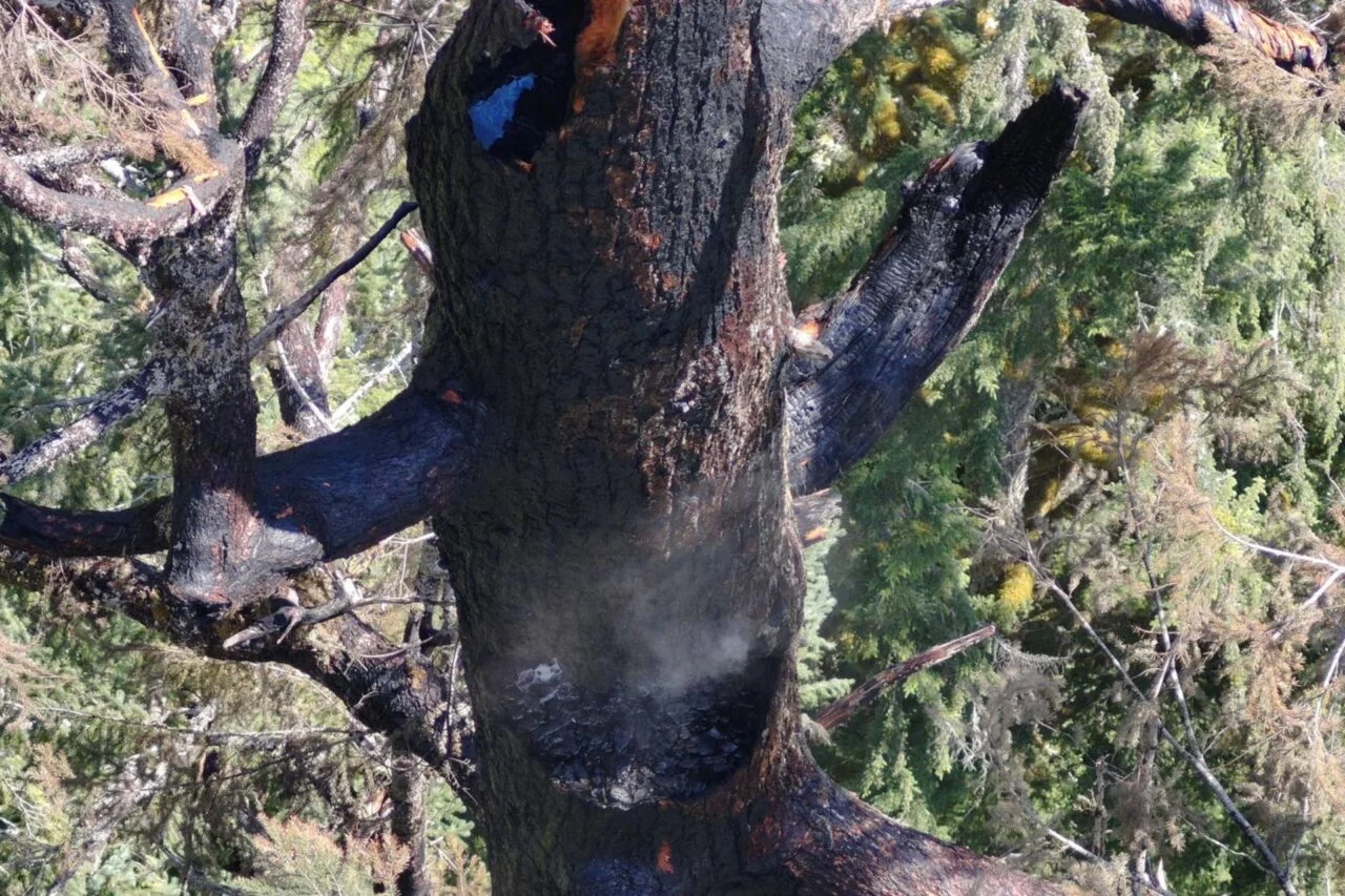 Emergency Tree Removal Bronx Emergency Tree Removal Bronx