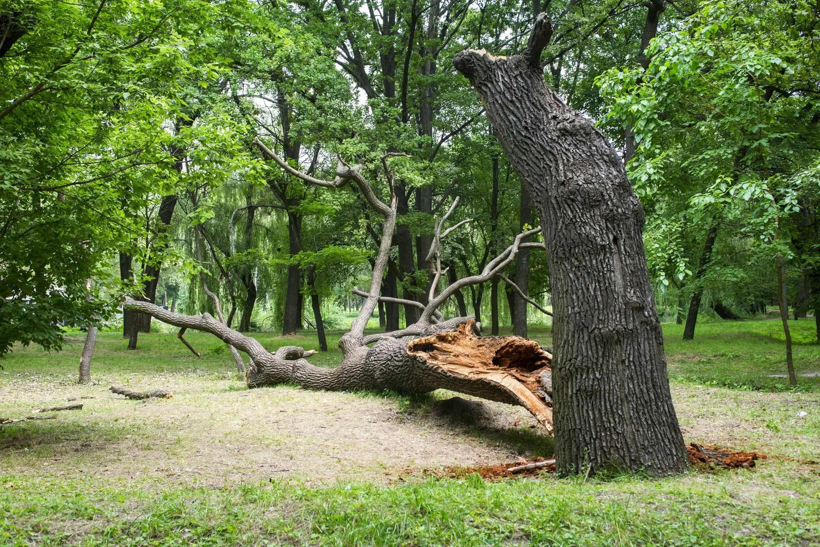 Storm-damaged tree Storm-damaged tree