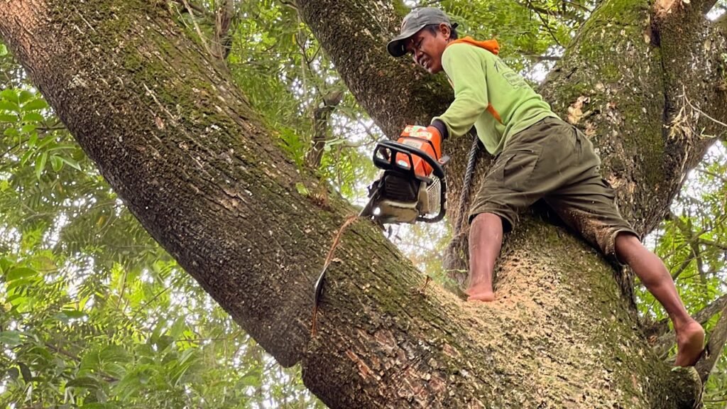 Tree Removal Bronx